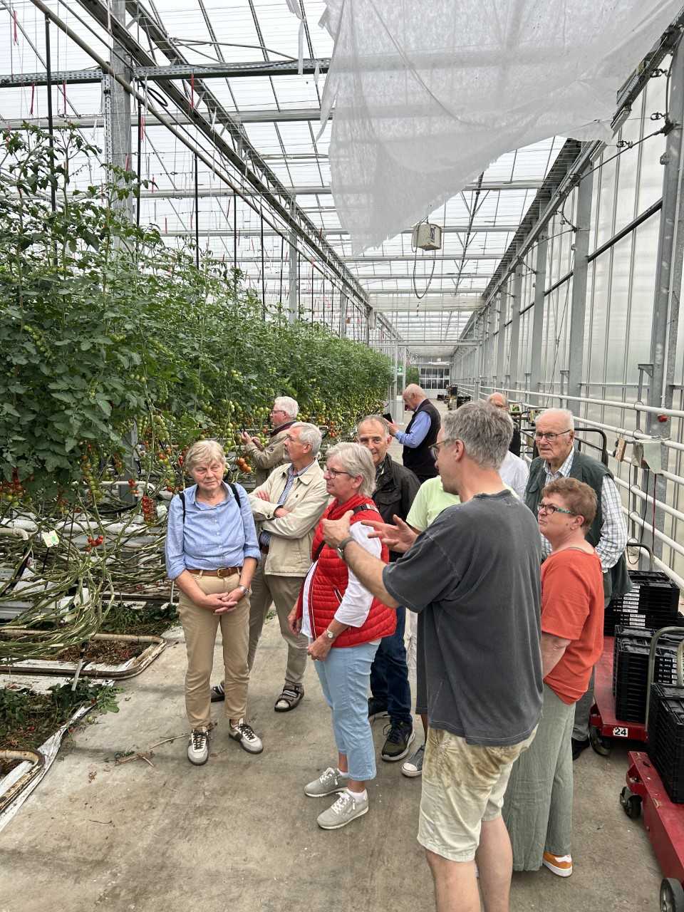 Tomatenexperte Hubert Schr�der erkl�rt den Besuchern der Senioren Union Ostbevern die Arbeitsabl�ufe in seinem Gew�chshaus.